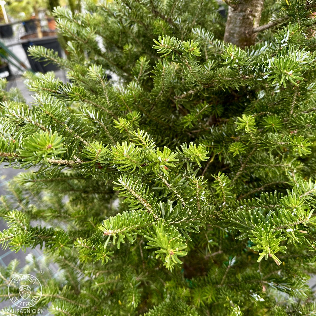Obrázok Jedľa kórejská (Abies koreana) - výška 10-15 cm, kont. C2L